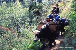"crew with yaks Bhutan"