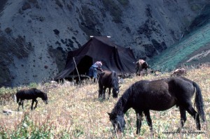 "yak hair tent Bhutan"