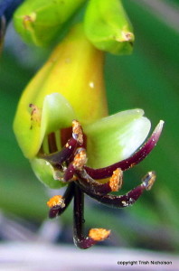 NZ flax flower (Phormium tenax)