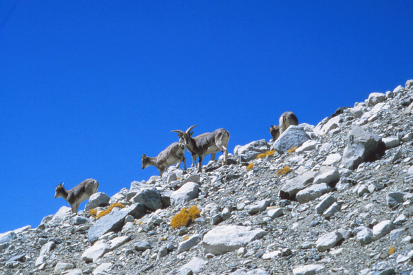 Bharal, native blue sheep of the Himalaya