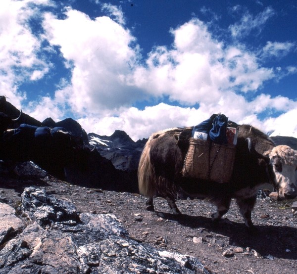 yak in Journey in Bhutan
