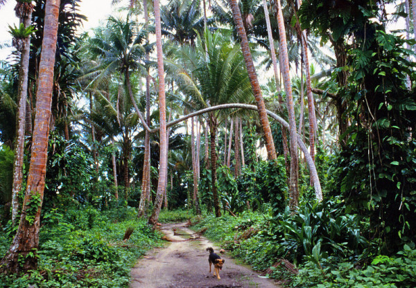 path under palms Wuvulu