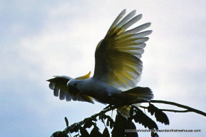 Papua New Guinea open wing cockatoo