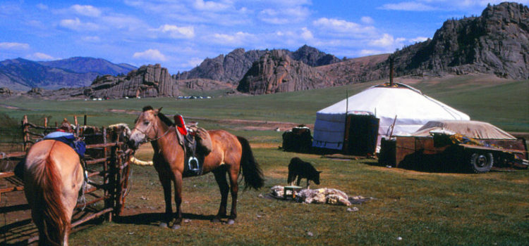 Icelandic Horses and Mongol Descendants