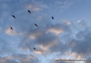 birds in a morning sky