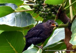 blackbird eating puka fruit