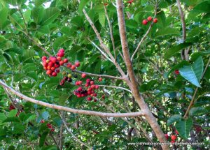 Puriri tree (Vitex lucens) laden with berries
