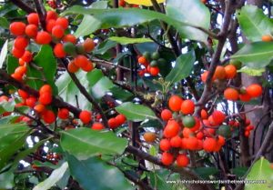 pigeonwood berries