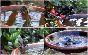 birds bathing in the birdbath