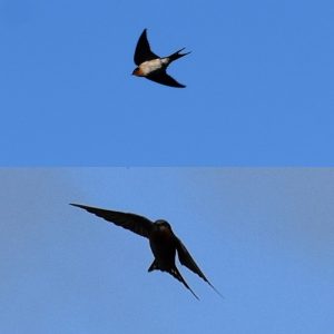 swallows flying