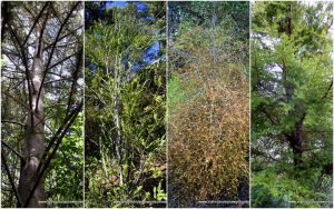 nz native forest trees