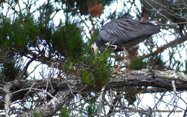 pair of white-faced heron nest building in the five acre forest
