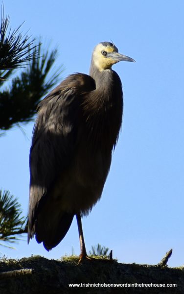 pair of white-faced heron in the five acre forest