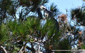 herons courting in the five acre forest