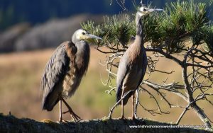 white-faced herons in breeding plumage