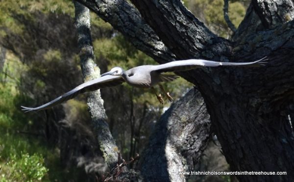white-faced herons flying