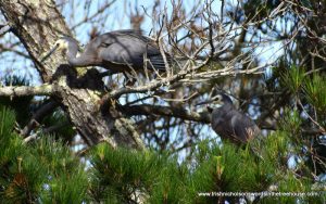 pair of white-faced heron in the five acre forest