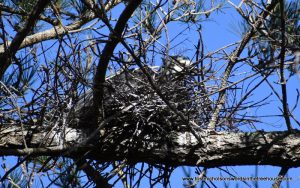 white-faced heron sitting on nest