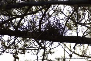 deserted heron's nest