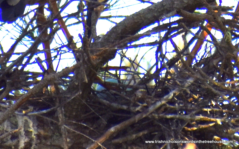 heron's eggs in nest