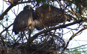 white-faced herons inspecting their nest
