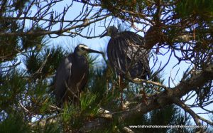 white-faced herons changing shifts at nest sitting