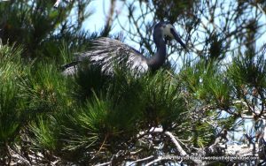 white-faced heron on a nest